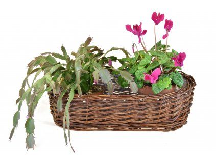 Truhen ovale Aktion 6+1 | Abmessungen (cm): 60x19, H. 14